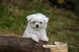 BICHON MALTAIS 145